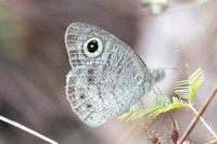 Ypthima nebulosa-5074 - Chom Thong - 23/03/24