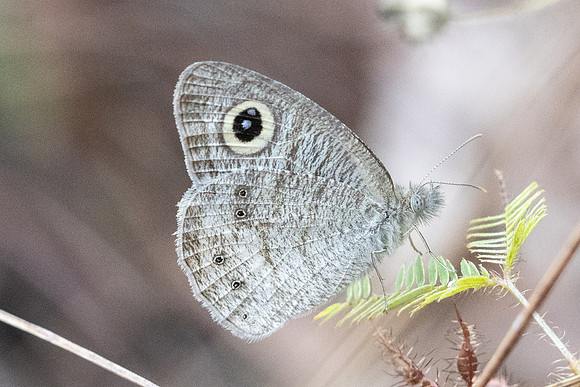 Ypthima nebulosa-5074 - Chom Thong - 23/03/24