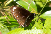 Euploea core ssp. graminifera-2561