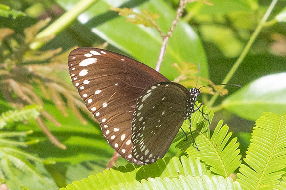Euploea core ssp. graminifera-2560