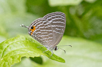 Jamides malaccanus- Karom waterfall - 25/01/26