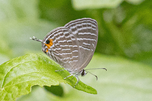 Jamides malaccanus- Karom waterfall - 25/01/26