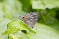 Jamides malaccanus--16 - Karom waterfall - 25/01/26