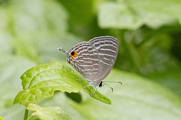 Jamides malaccanus--16 - Karom waterfall - 25/01/26