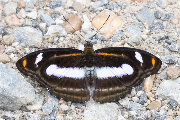 Athyma cama-6055 - Huai Sai Lueang Waterfall (1040m) - 25/02/26