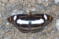 Athyma cama-4206Huai Sai Lueang Waterfall (1040m) - 21/02/26