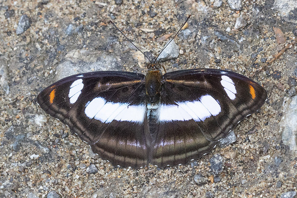 Athyma cama-4206Huai Sai Lueang Waterfall (1040m) - 21/02/26