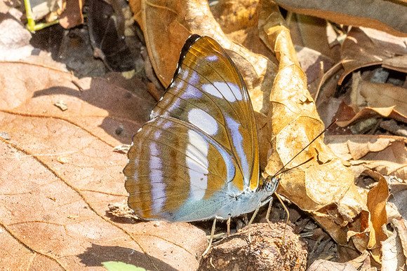Athyma zeroca-3853 Huai Sai Lueang Waterfall (1040m) - 21/02/26