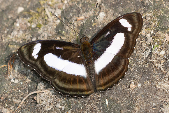 Athyma zeroca id--3894 Huai Sai Lueang Waterfall (1040m) - 21/02/26