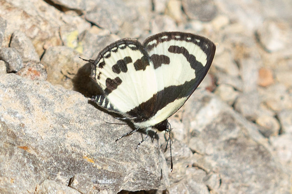 Caleta roxus-9715 - Khao Phanom Bencha National Park - 17/01/26