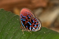Paralaxita orphna-1624