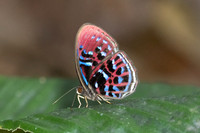 Paralaxita orphna-1629