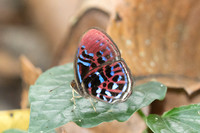 Paralaxita orphna-1661