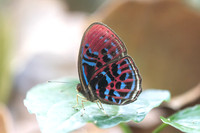 Paralaxita orphna-1717 - Krung Ching - 22/01/26