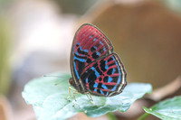 Paralaxita orphna-1721 - Krung Ching - 22/01/26