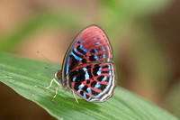 Paralaxita orphna-1907 - Krung Ching - 22/01/26