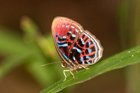 Paralaxita orphna-1922 - Krung Ching - 22/01/26