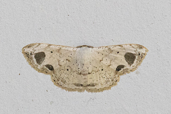 Scopula butleri-1443 - Krung ching - 22/01/26