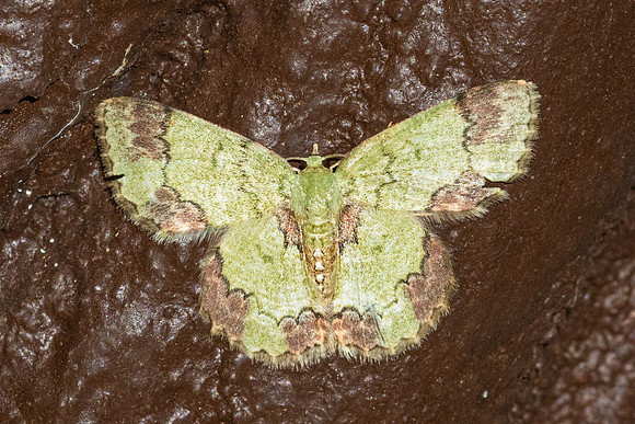 Epipristis nelearia-1415 - Krung ching - 22/01/26