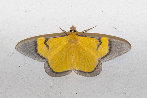 Celerena signata-1402