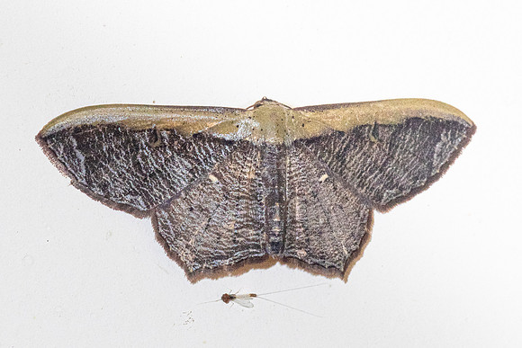 Zythos strigata-1407- Krung ching - 22/01/26
