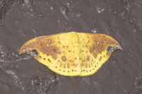 Tridrepana microcrocea-1440
