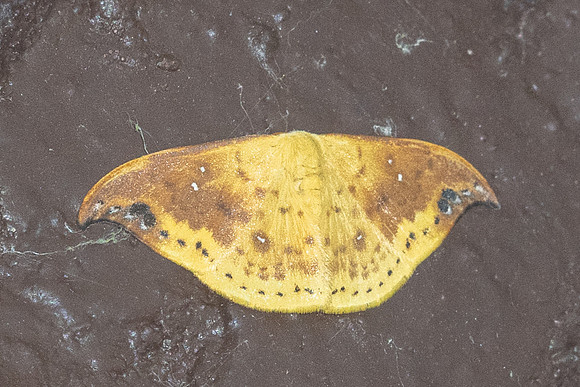 Tridrepana microcrocea-1440