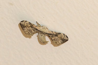 Ocinara albicollis-1420