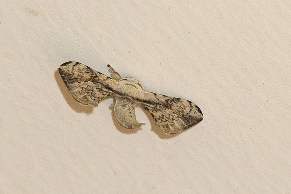 Ocinara albicollis-1420