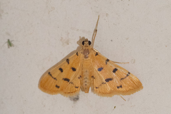 Xanthomelaena schematias-1431
