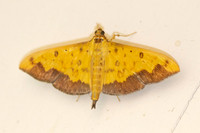 Botyodes asialis-1598
