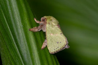 Limacodidae