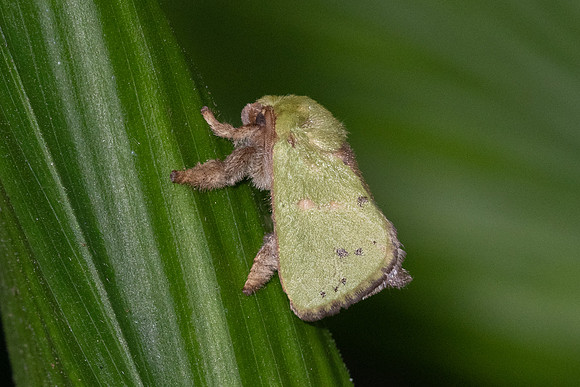 Thespea virescens-1389