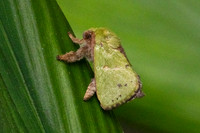 Thespea virescens-1390 - Krung Ching - 21/01/26