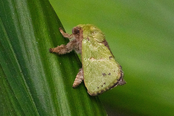 Thespea virescens-1390 - Krung Ching - 21/01/26