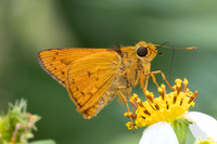 Cephrenes acalle-2448 - Nakhon si thammarat - 24/01/26