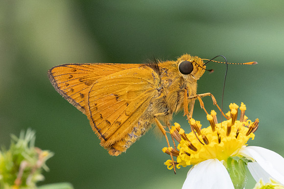 Cephrenes acalle-2448 - Nakhon si thammarat - 24/01/26