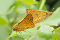 Cephrenes acalle-2384 - Nakhon si thammarat - 24/01/26