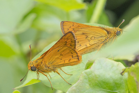 Cephrenes acalle-2384 - Nakhon si thammarat - 24/01/26