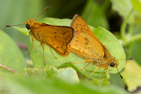 Cephrenes acalle-2386 - Nakhon si thammarat - 24/01/26