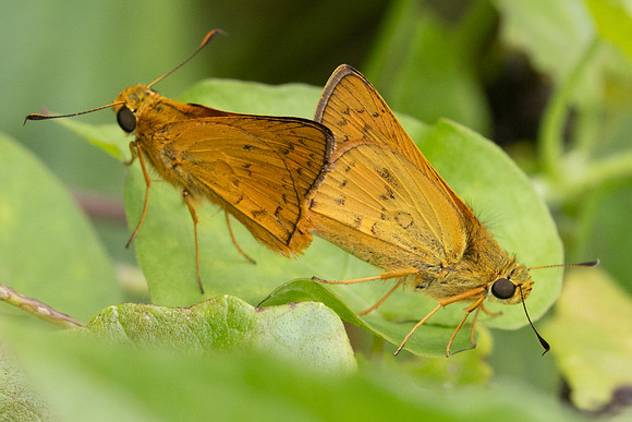 Cephrenes acalle-2386 - Nakhon si thammarat - 24/01/26