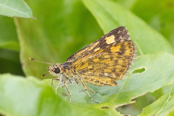 Ampittia dioscorides-2265