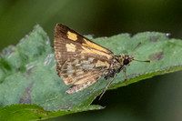 Ampittia dioscorides-2289