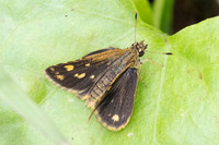 Ampittia dioscorides camertes ♀-2235