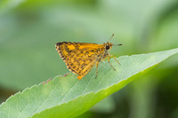 Ampittia dioscorides-2317