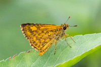 Ampittia dioscorides-2315