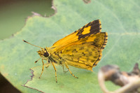 Ampittia dioscorides-2365- Nakhon si Thammarat - 24/01/26