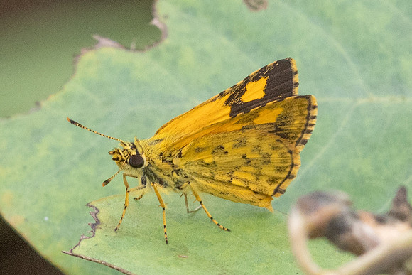 Ampittia dioscorides-2365- Nakhon si Thammarat - 24/01/26