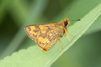 Ampittia dioscorides-2429- Nakhon si Thammarat - 24/01/26