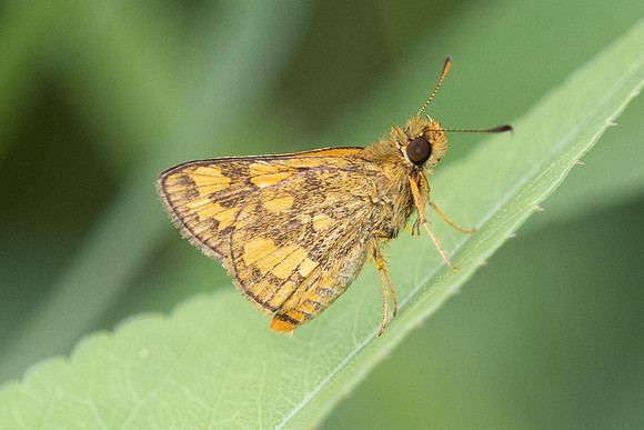 Ampittia dioscorides-2429- Nakhon si Thammarat - 24/01/26